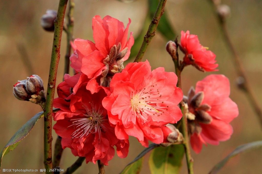 鮮豔紅色桃花圖片