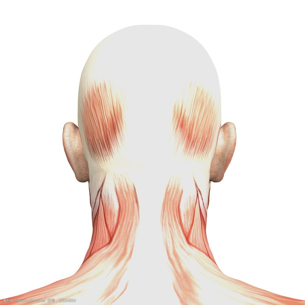 脖子后面的肌肉叫什么图片