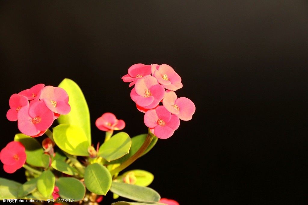 鮮豔美麗的小紅花圖片