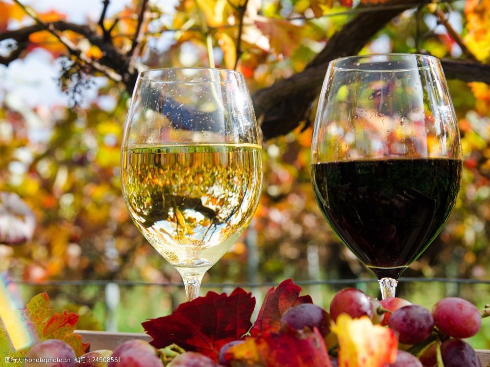 词:杯子里的美味葡萄酒图片素材 葡萄 葡萄园 香槟 酒杯 葡萄酒 红酒