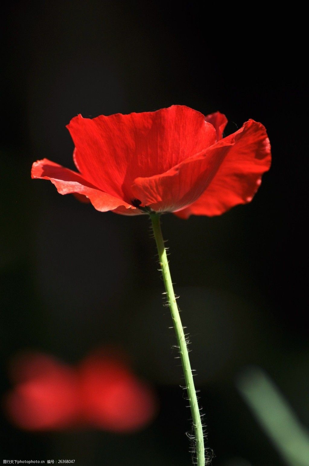 唯美红色虞美人图片