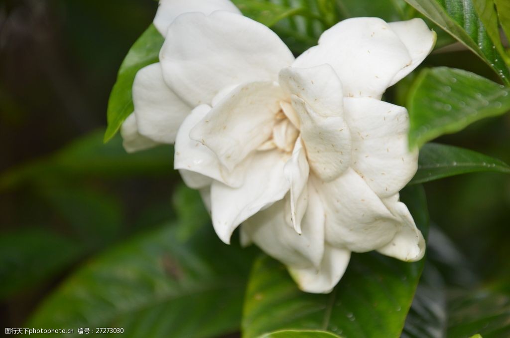 白色栀子花花朵图片