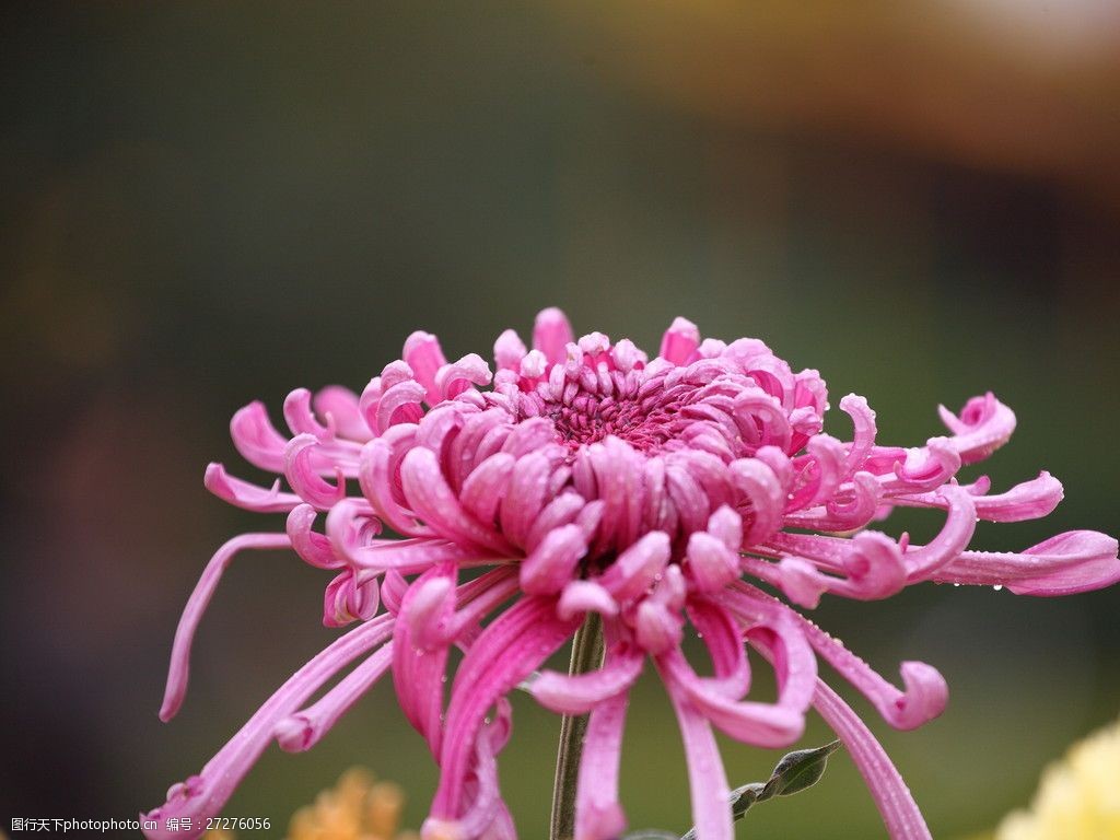 唯美粉色菊花图片