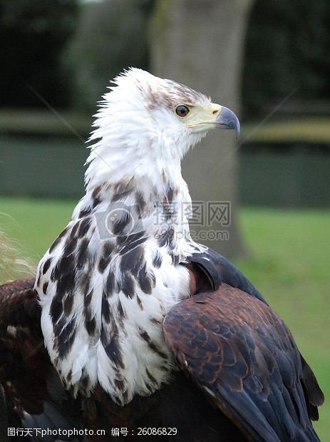 關鍵詞:一隻發呆的老鷹 鷹 羽毛 鳥嘴 猛禽 捕食者 鷹獵草地 陽光