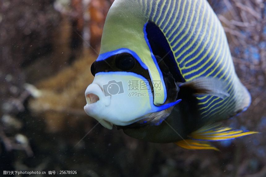 在海水裡面遊動的魚