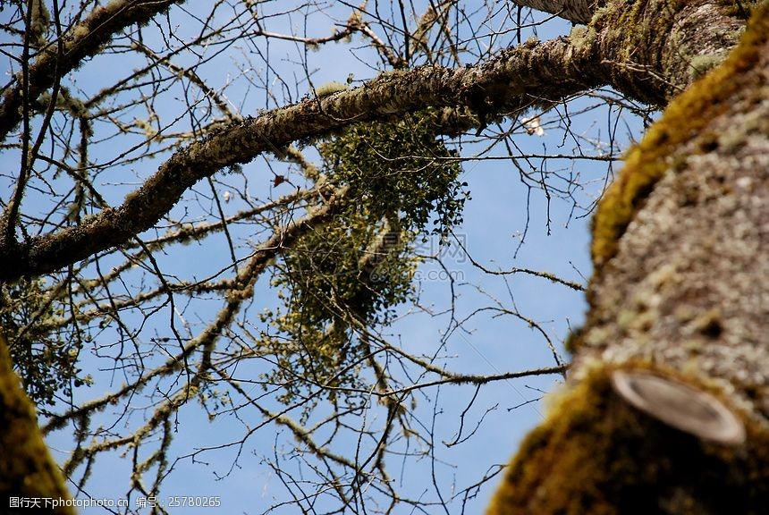 關鍵詞:樹枝上的鳥窩 樹枝 鳥窩 大樹 鳥巢 天空 秋天 落葉 樹木