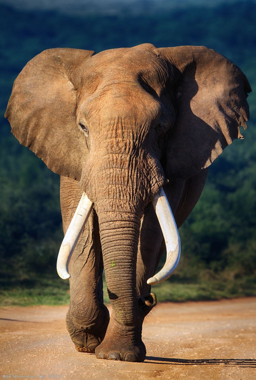 2019泰国大象自然保护公园-旅游攻略-门票-地址-问答-游记点评，清迈旅游旅游景点推荐-去哪儿攻略