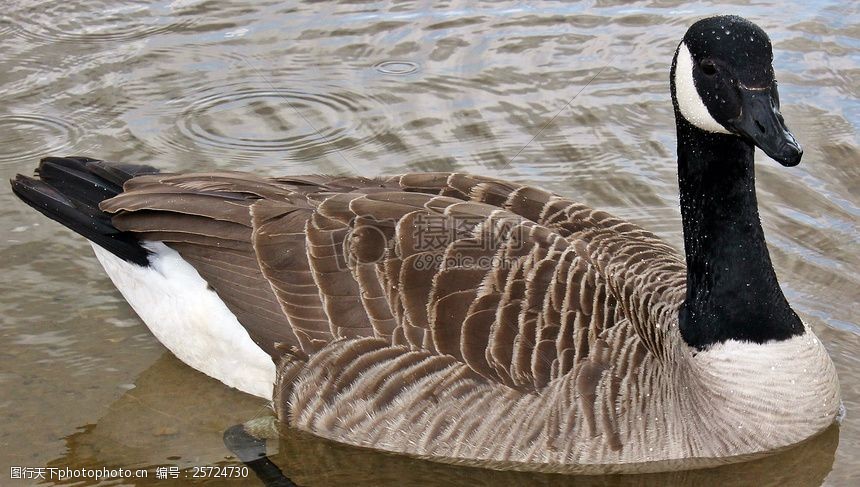 关键词:卧于水上的鹅 加拿大鹅 动物 水禽 黑色 淡水 黄褐色 羽毛