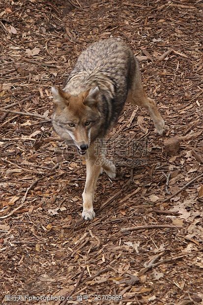 词:正在行走的狼 土狼 野生动物 自然 森林 空 枯枝 落叶 狼头 狼腿