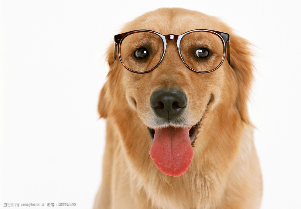 戴眼镜的金毛狗狗