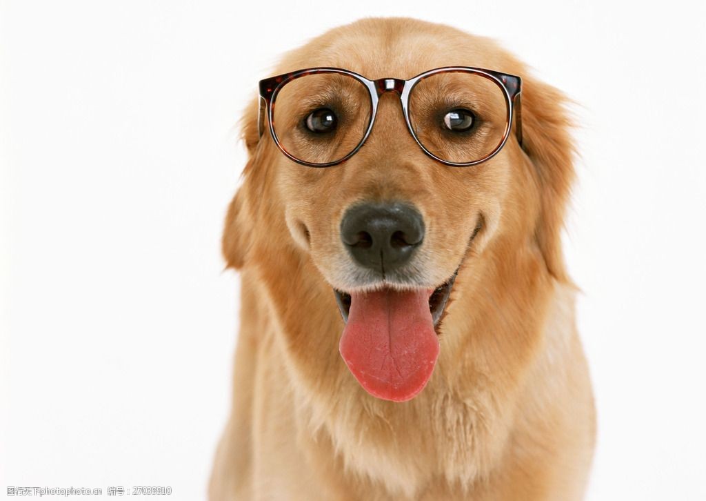狗戴眼镜壁纸图片