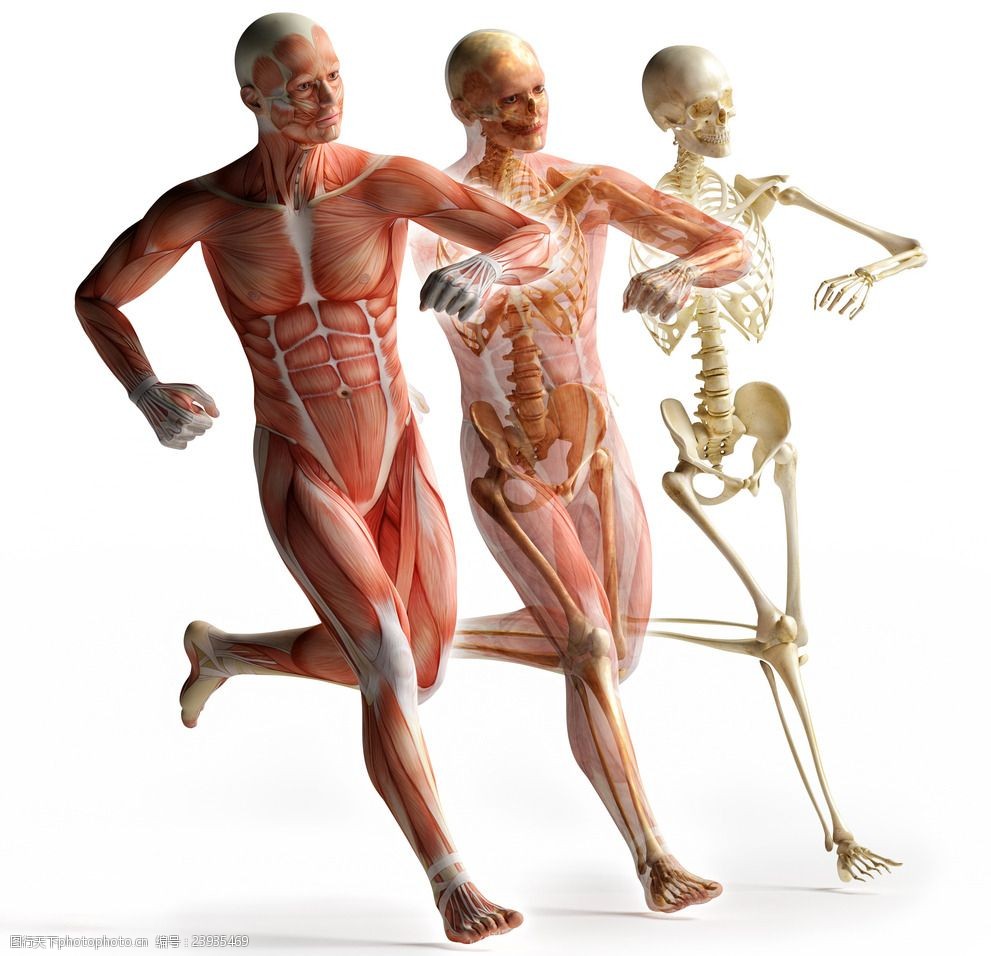 人体运动示意图